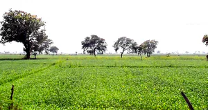 Gora, Madhya Pradesh 475685, India preview 2