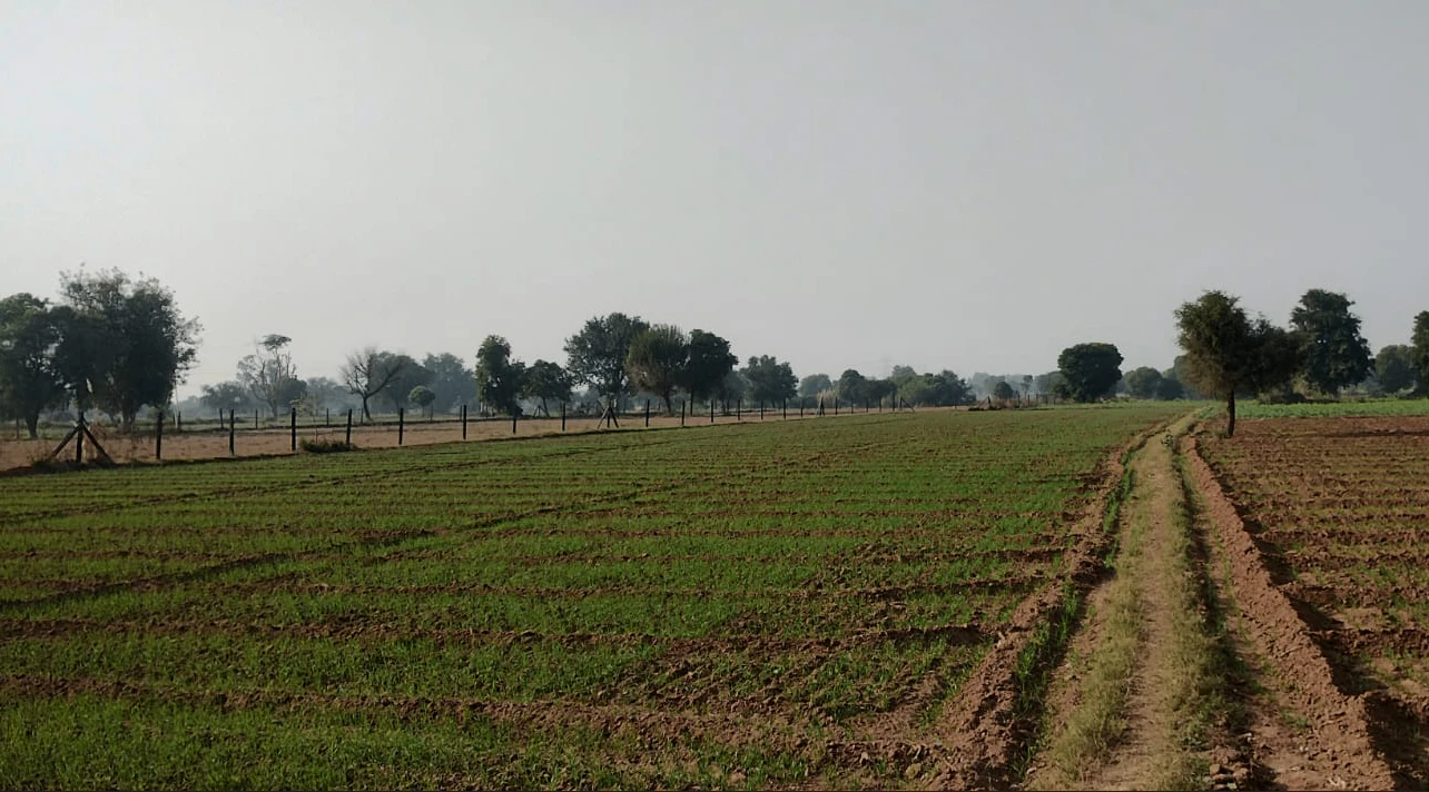 Rajpura, Punjab, India