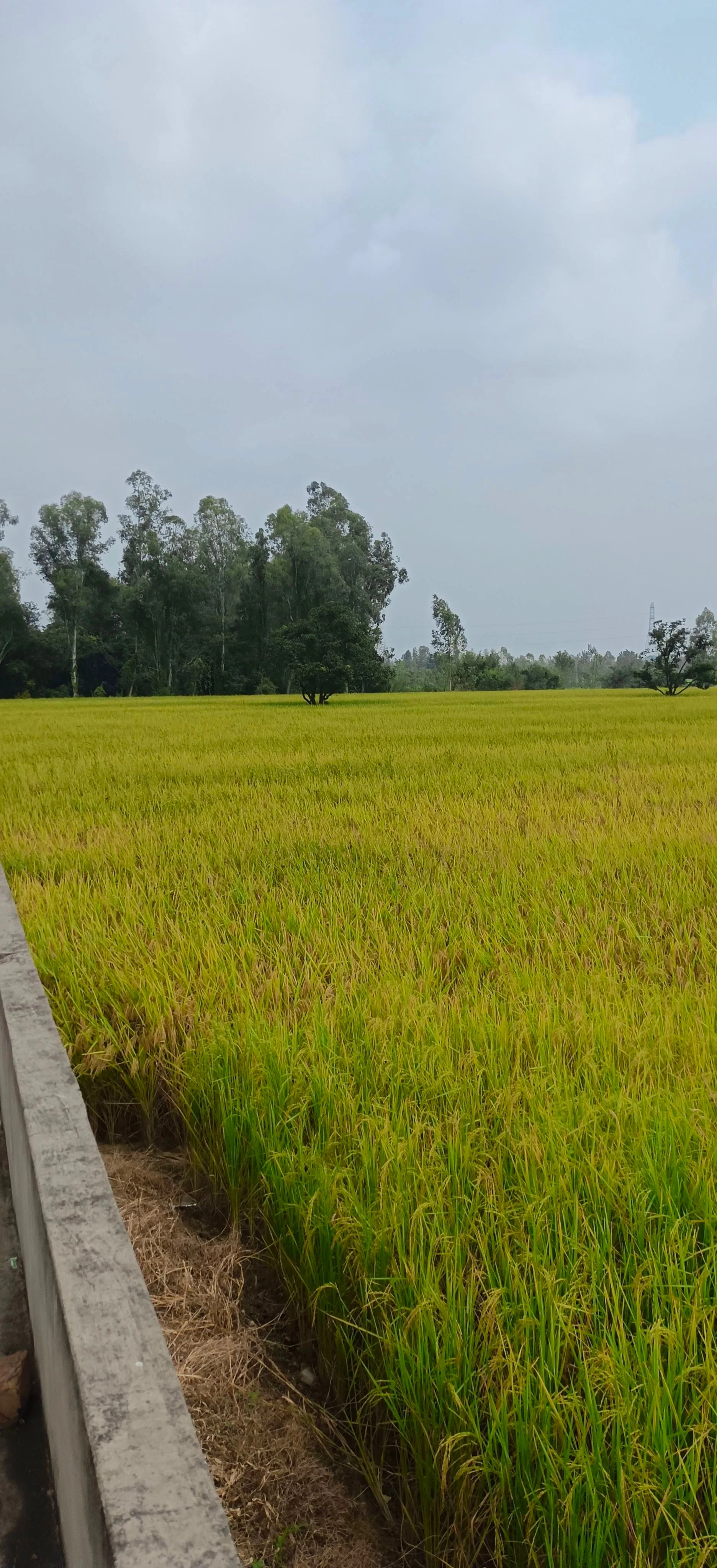 Nagina, Bijnor, Uttar Pradesh 246762, India