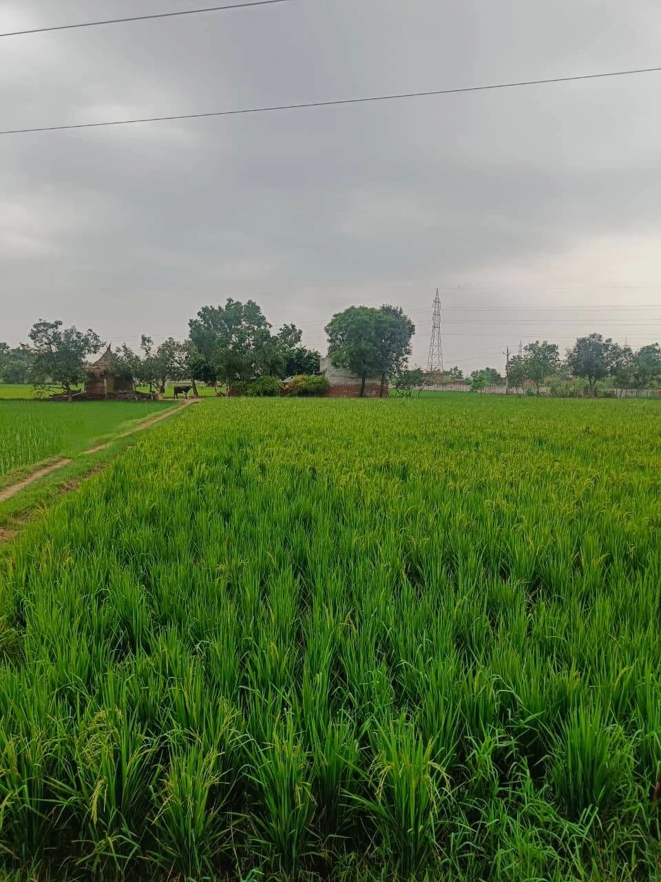 Baraka, Palwal, Uttar Pradesh, India