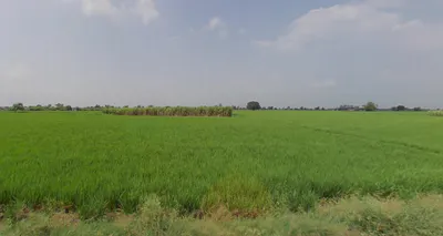 Sirhind Rd, Harinder Nagar, Patiala, Punjab 147004, India preview 3