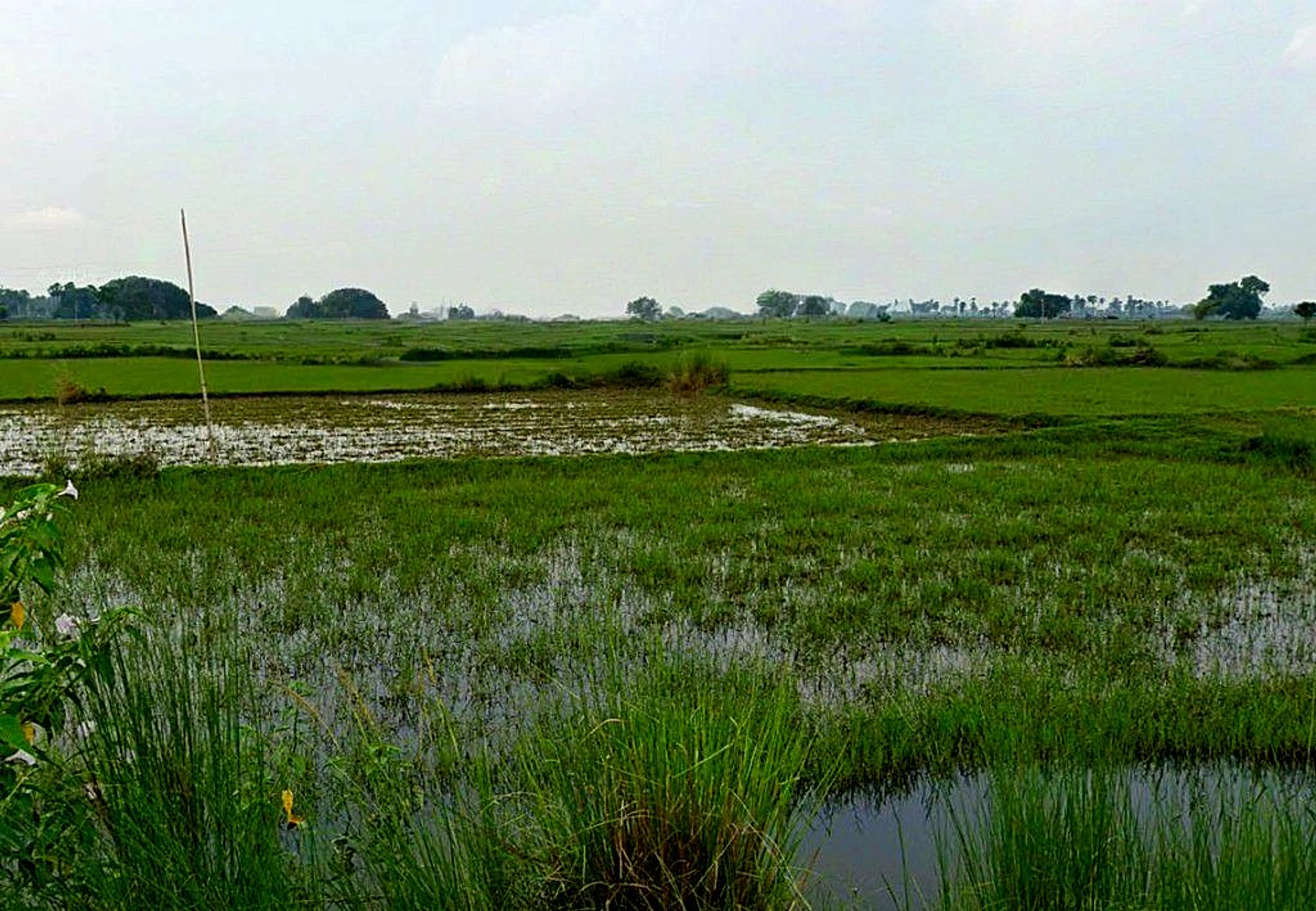 Kosa, Chhattisgarh, India