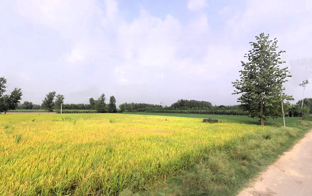 Nakur, Uttar Pradesh 247342, India
