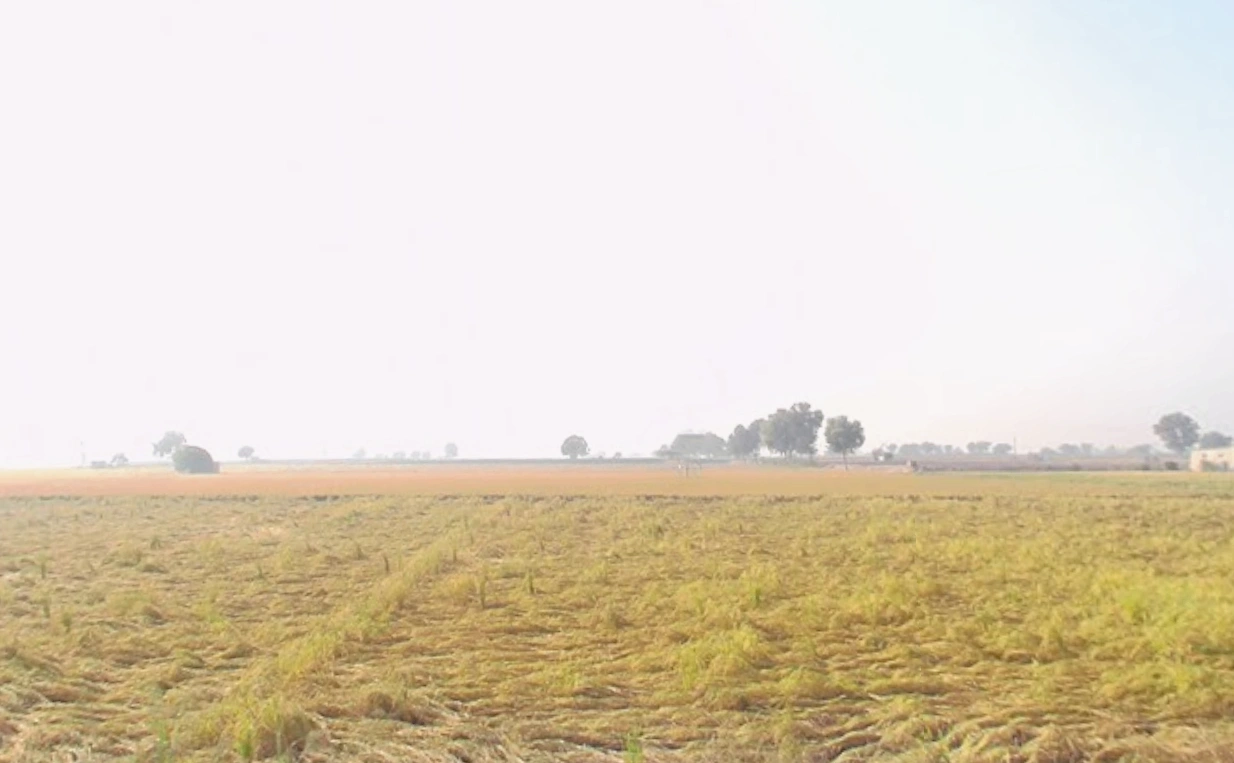 Ellenabad, Sirsa, Haryana 125055, India