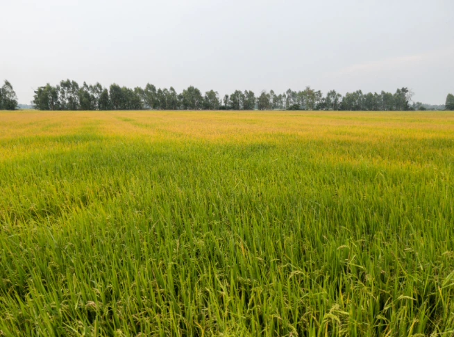 VM64+6Q, Kaloda, Rajasthan, India