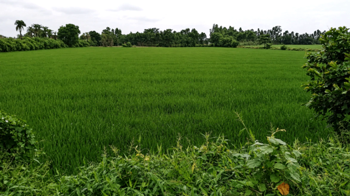 V6G9+HXC, Rampur, Mahesh Pura, Uttar Pradesh 244921, India