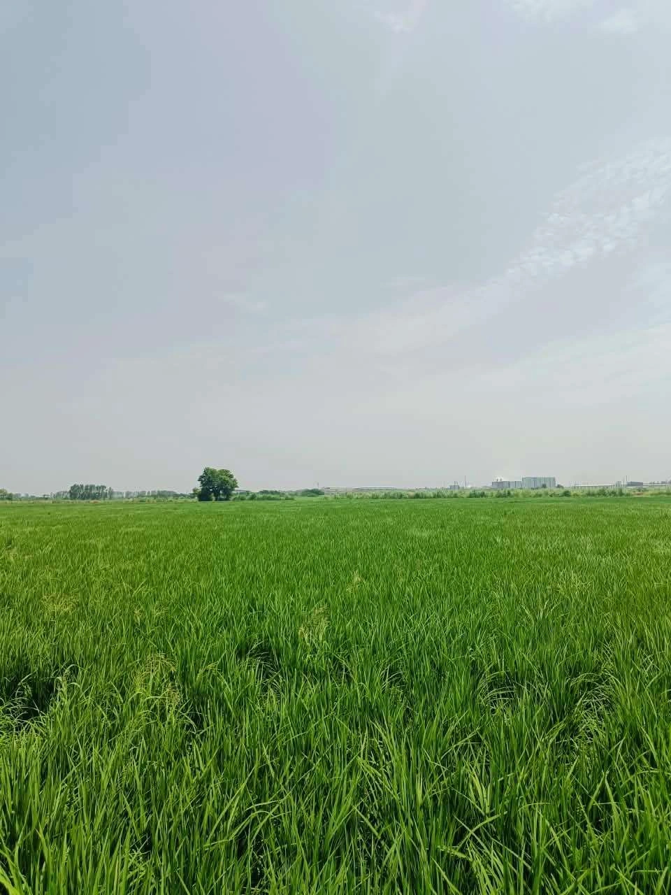 Nawali, Mathura, Uttar Pradesh, India