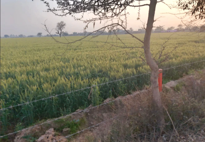 MW7F+93 Khuian Nepalpur, Haryana, India