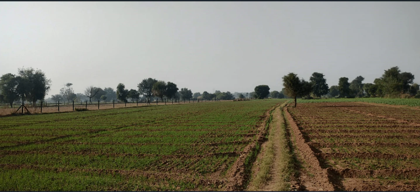 Kiloda, Shajapur, Madhya Pradesh 465227, India