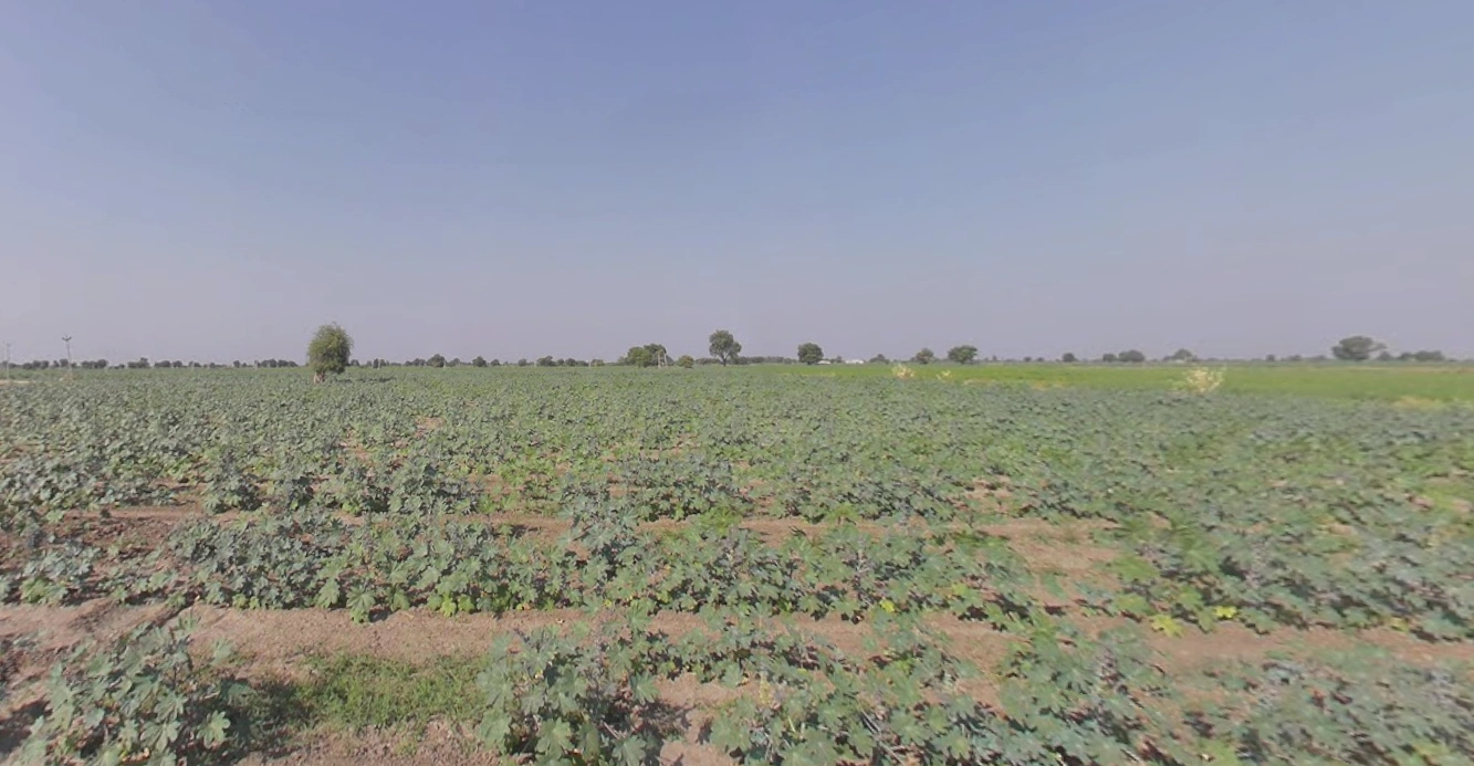 Vaso, Gujarat, India