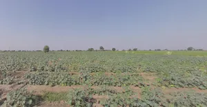 Vaso, Gujarat, India preview 3