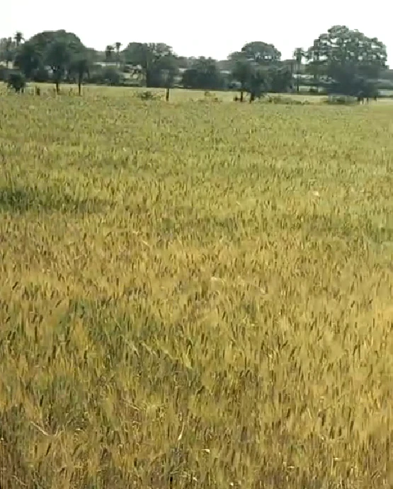 Rattangarh, Punjab 148028, India