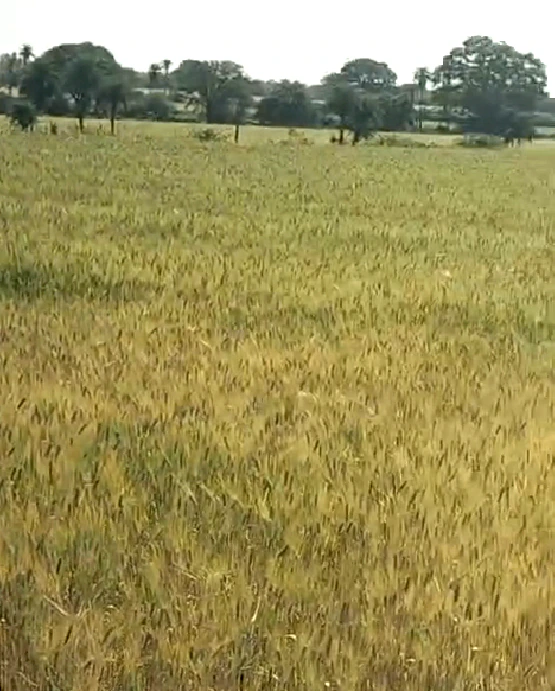 Rattangarh, Punjab 148028, India