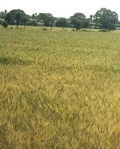 Rattangarh, Punjab 148028, India preview 3