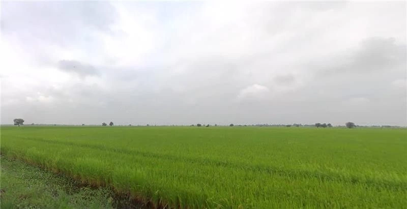 Matar, Gujarat 387530, India