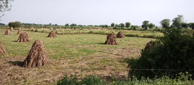 Sargoth, Rajasthan 332404, India preview 2