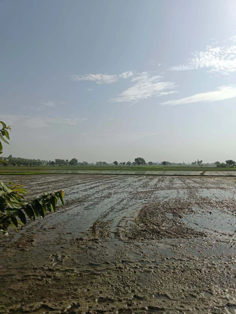 Gauhari, Uttar Pradesh 281401, India preview 3