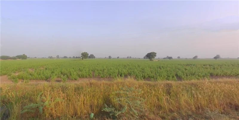 5XFF+P8 Kaliyana, Gujarat, India
