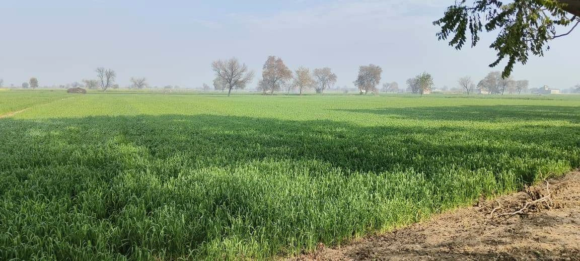 Kaimri, Haryana 125005, India