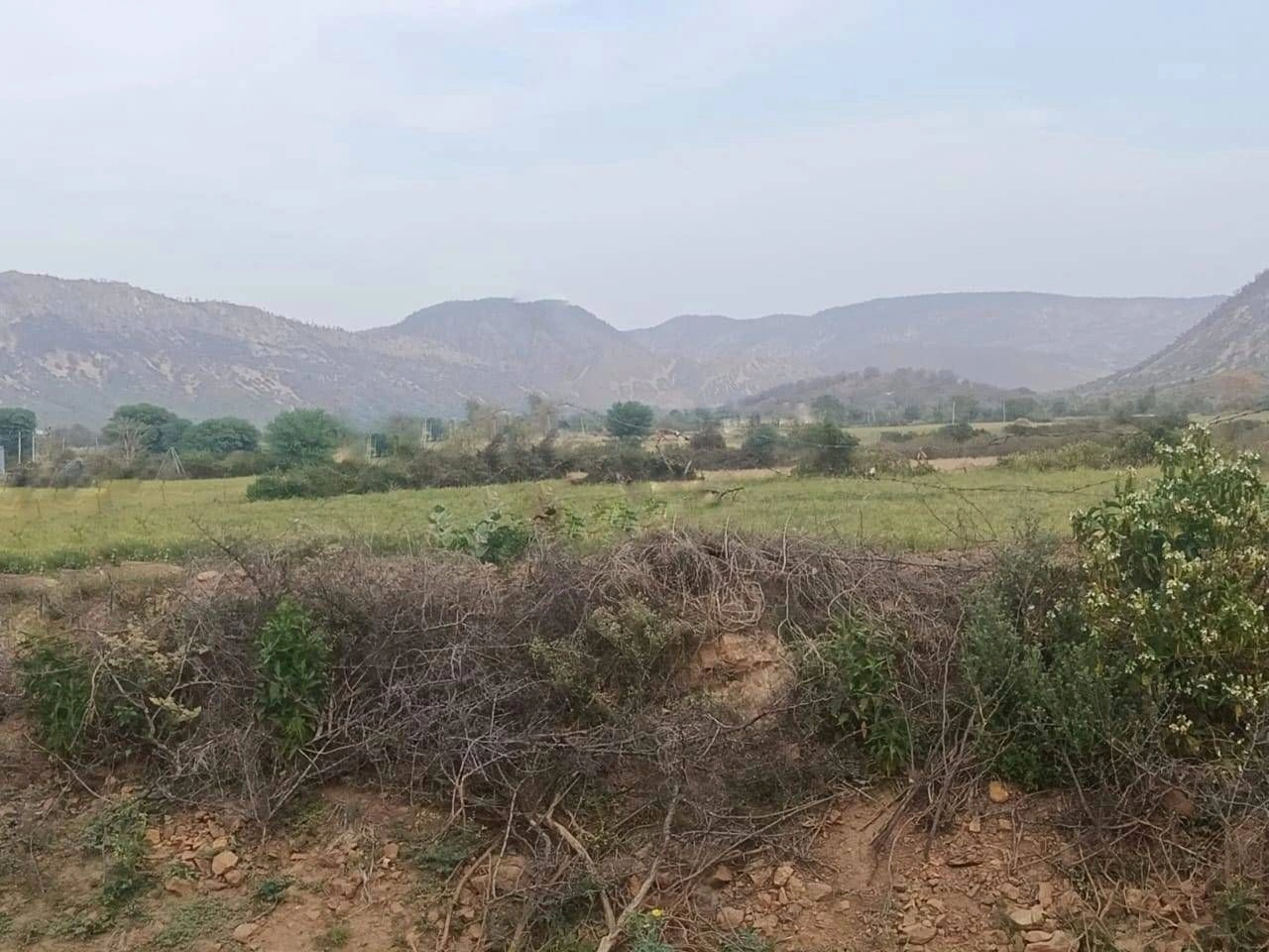 GFPR+GCQ, Dhahlavas, Rajasthan 301001, India