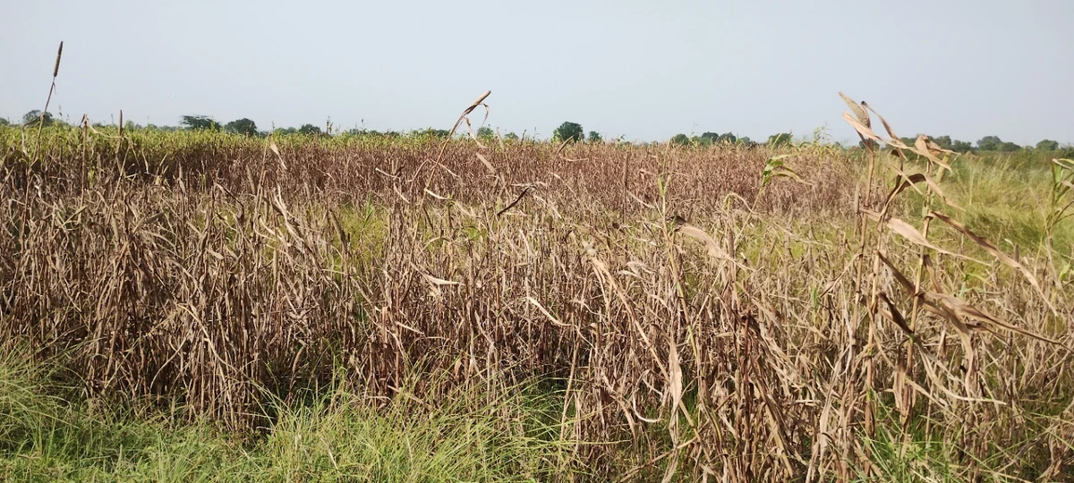 Aou, Rajasthan, India