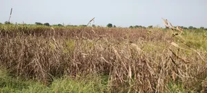 Aou, Rajasthan, India preview 4