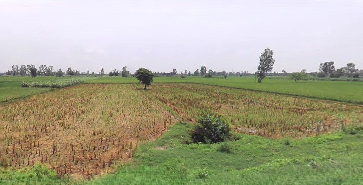 Jauli, Uttar Pradesh 251308, India