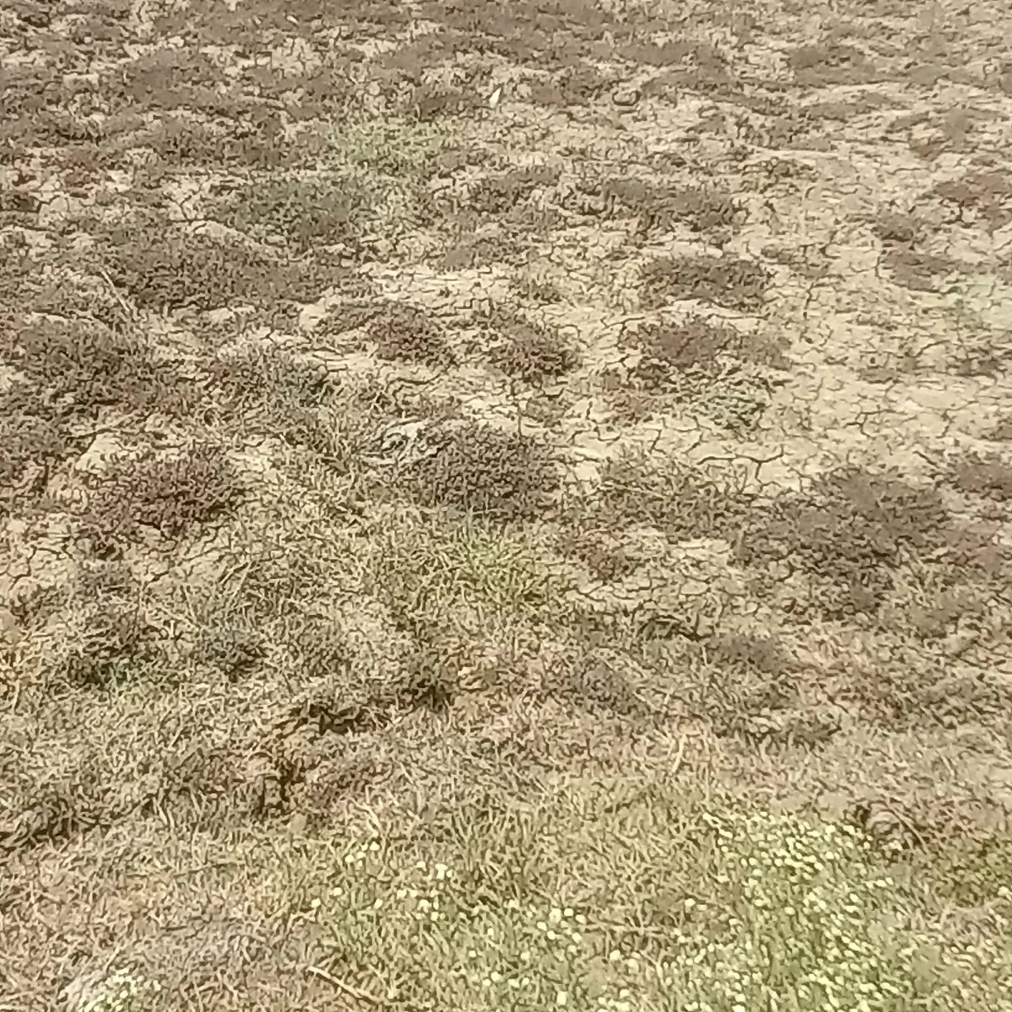 Pachipura Khurd, Konch, Jalaun, Uttar Pradesh, India