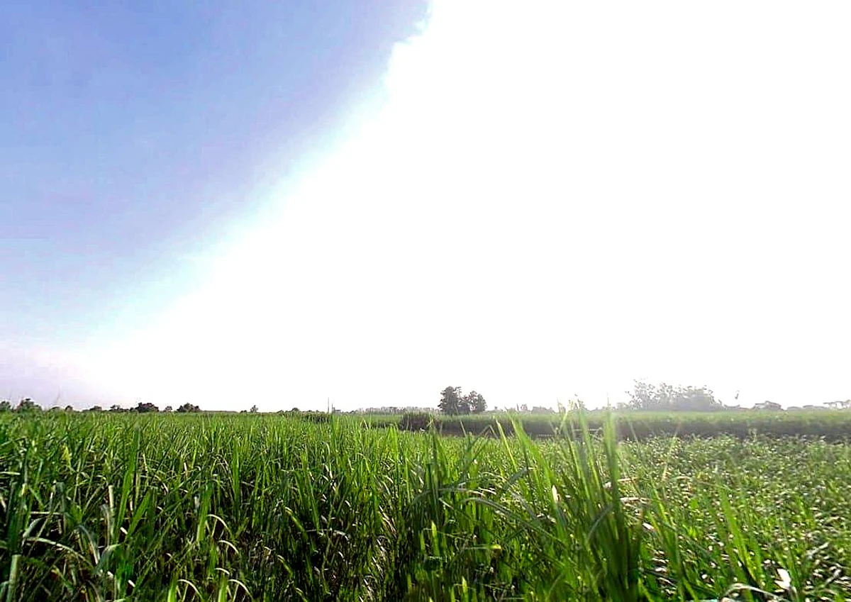 Jaroda Panda, Uttar Pradesh 247453, India