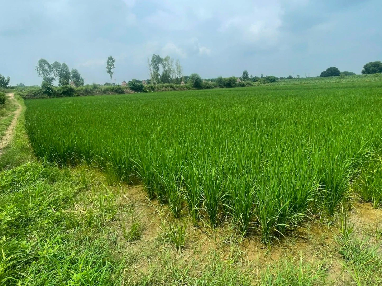 Salfa, Uttar Pradesh 247775, India