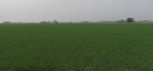 Bangla, West Bengal 722136, India preview 3