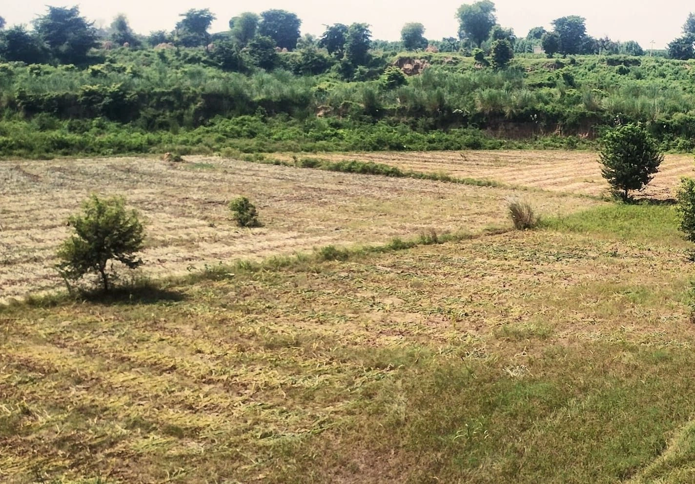 Peepal Khera, Rajasthan 321606, India