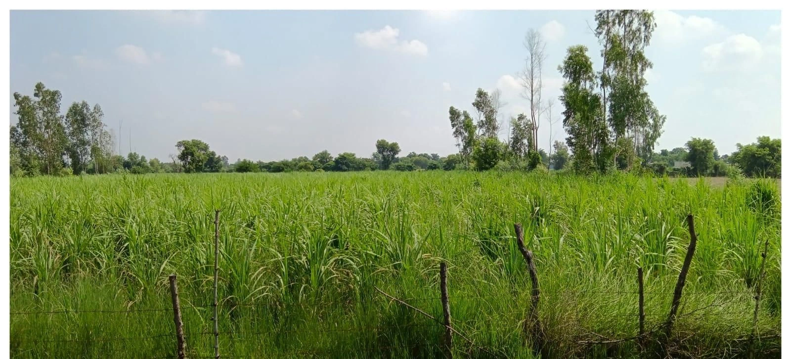 JXFR+QM Uchhah Pali, Uttar Pradesh, India