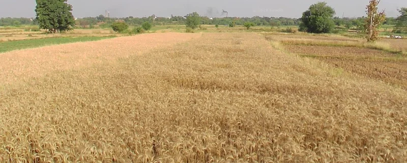 Purwa, Uttar Pradesh 209825, India preview 3