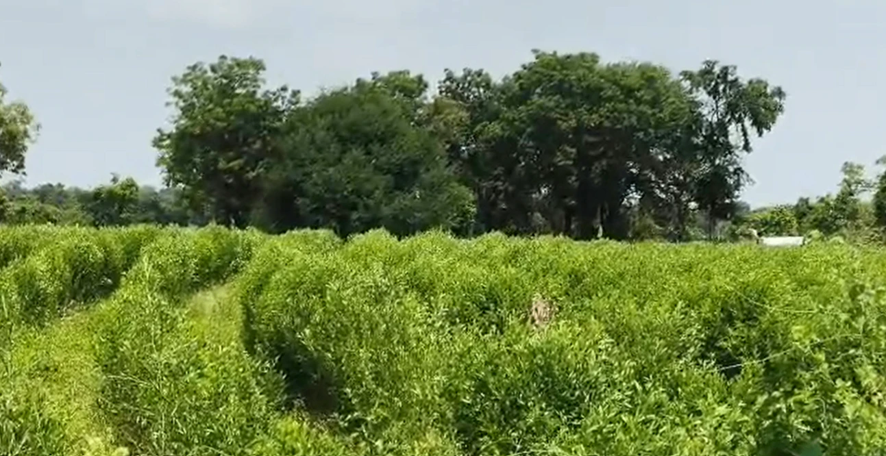8RVQ+FF Somaram, Vikarabad, Telangana, India