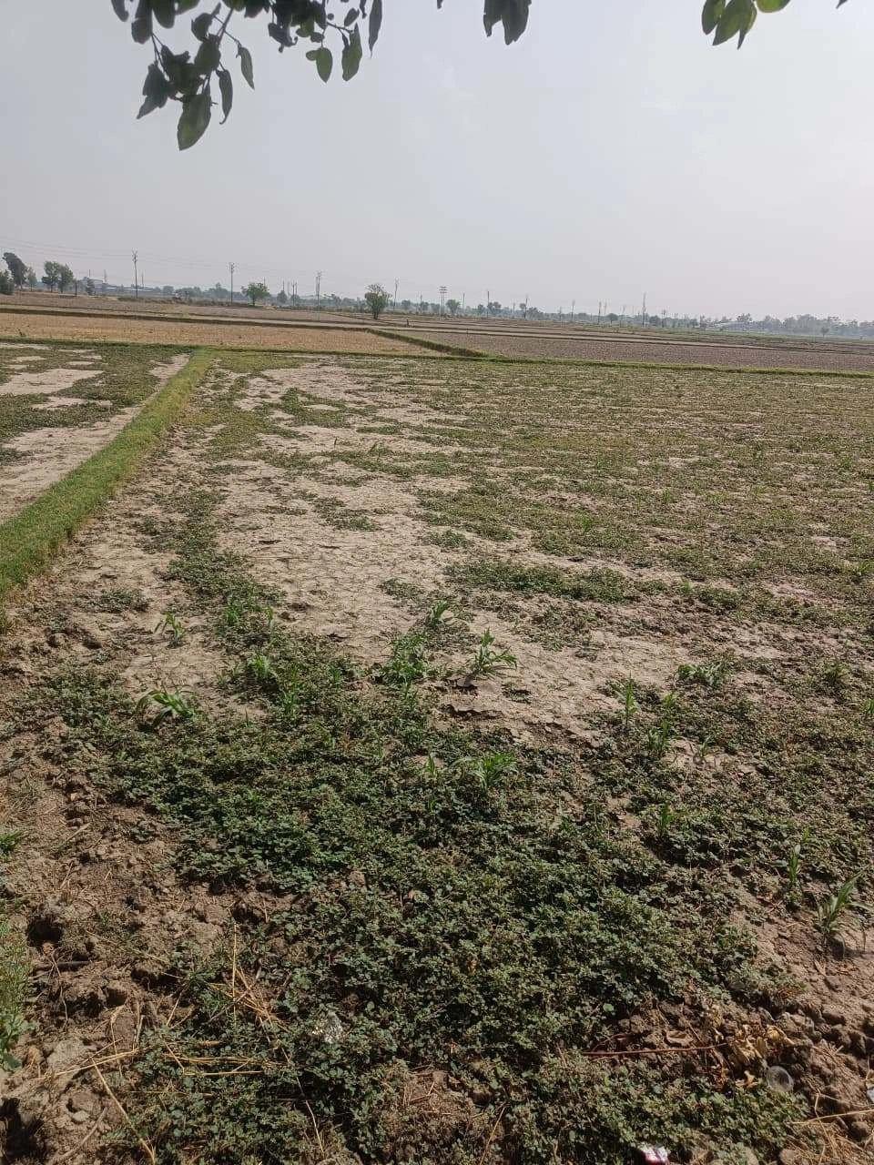 Aou, Rajasthan, India