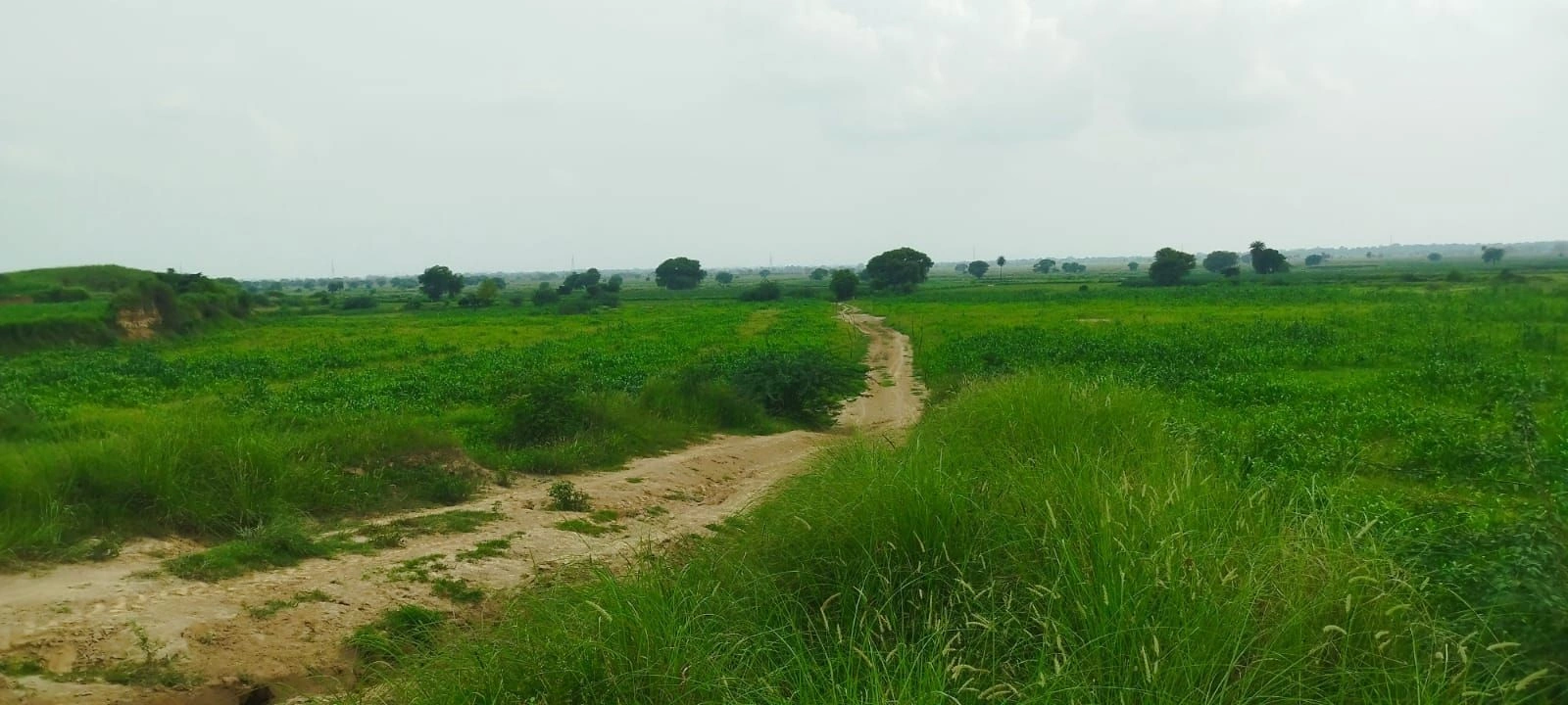 Midhawali, Sadabad, Hathras, Uttar Pradesh, India