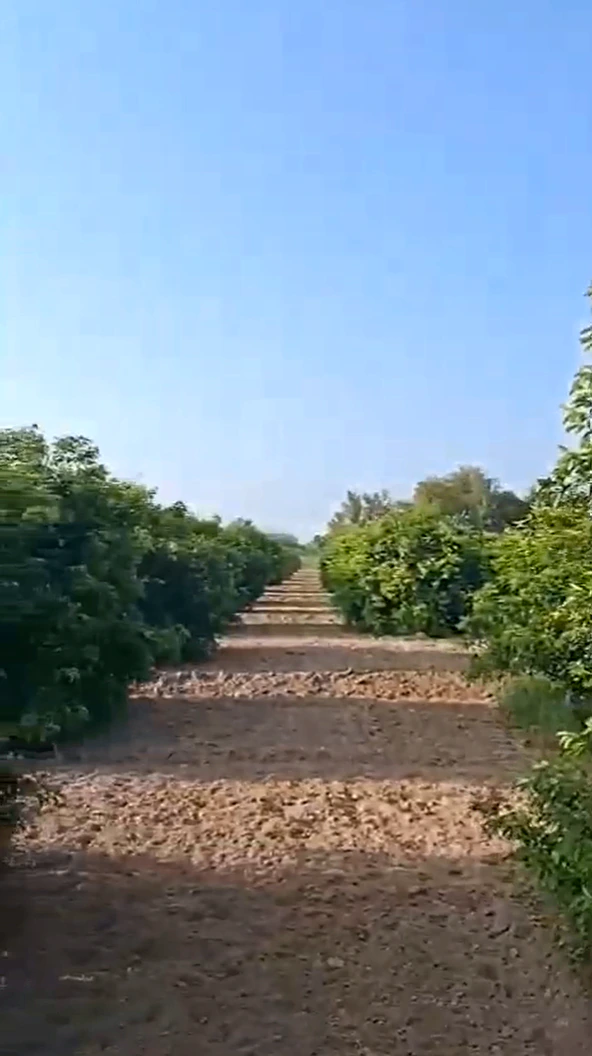 PHX5+FWR, Hanumangarh, Sabuwana Road, Sabuwana, Sabuana Chak 1 SBN, Rajasthan 335063, India