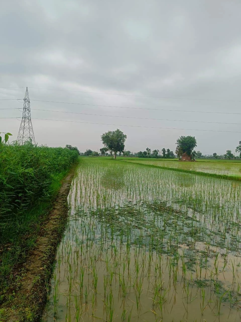 Bukharari, Mathura, Uttar Pradesh, India