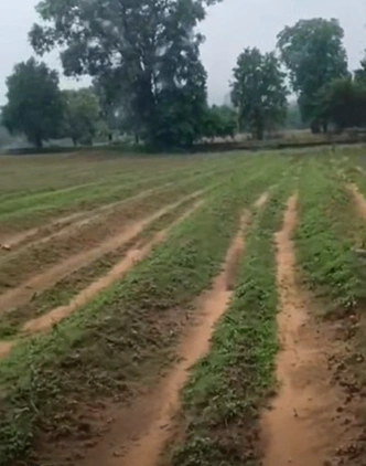 PJ6J+GG Padampur, Sri Ganganagar, Rajasthan, India