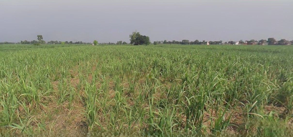 Sardhana, Uttar Pradesh 250342, India