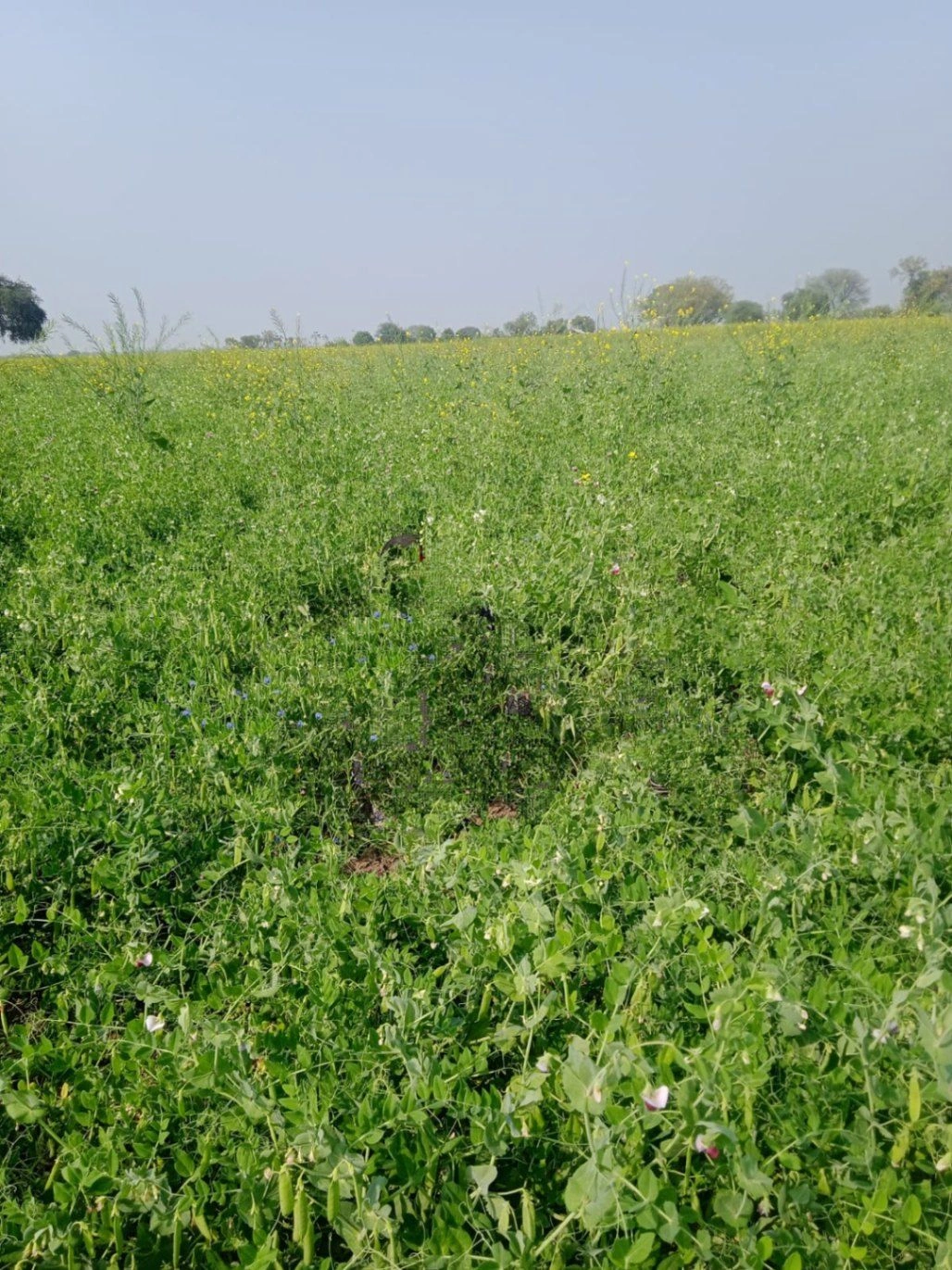Mahokhar, Uttar Pradesh 210001, India