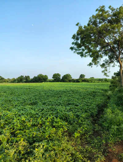 QP67+JGM, Sangareddy, Jharasangam, Telangana 502246, India preview 2