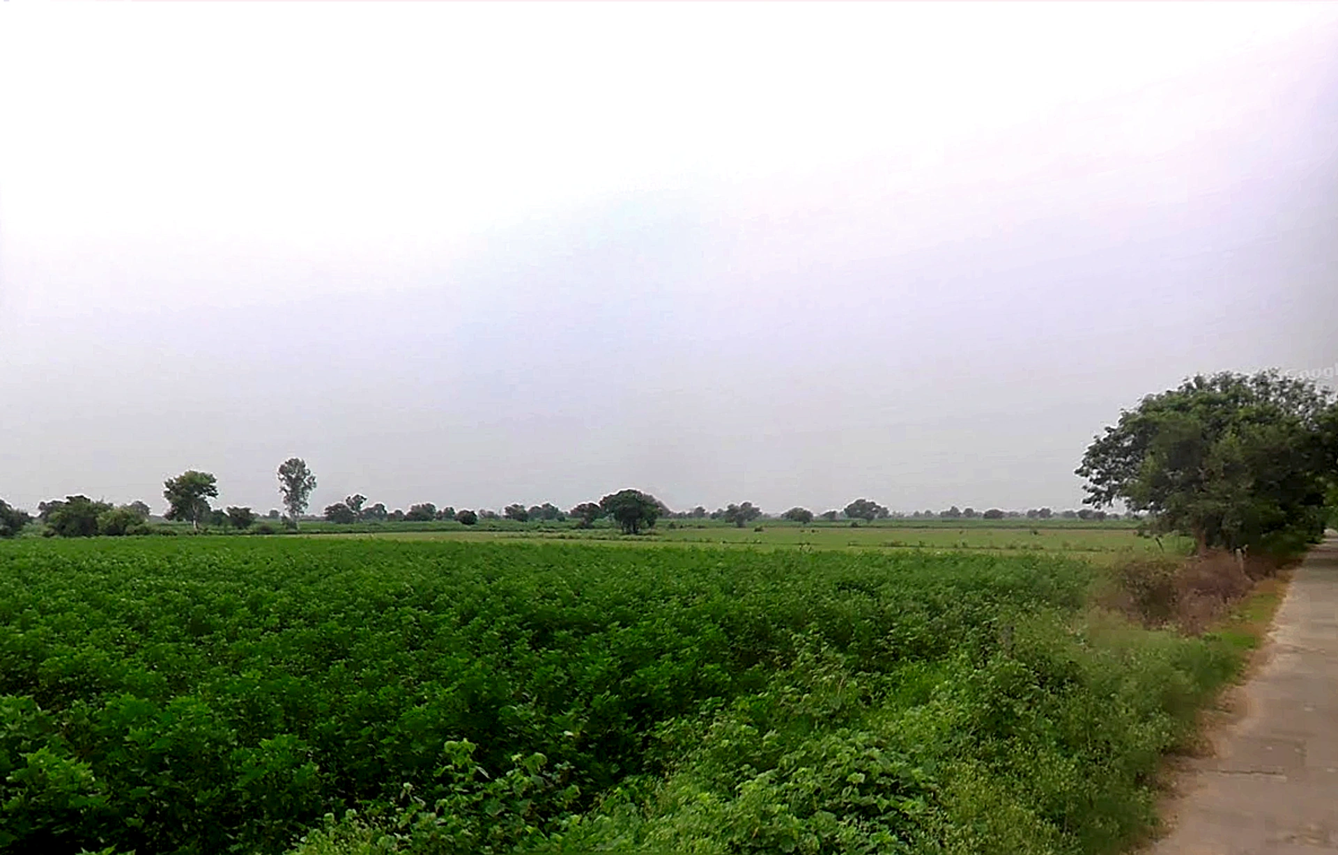 Meham, Haryana 124112, India