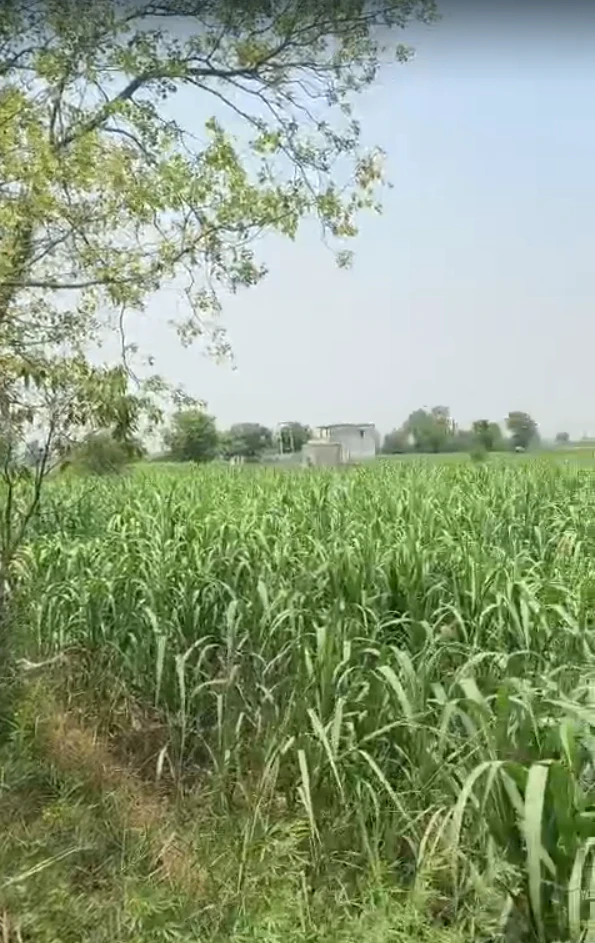 PHM8+FG Jindoli, Khairthal-Tijara, Rajasthan, India