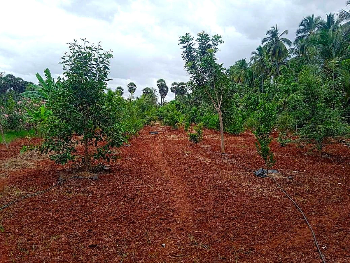Srivilliputhur, Tamil Nadu 626125, India
