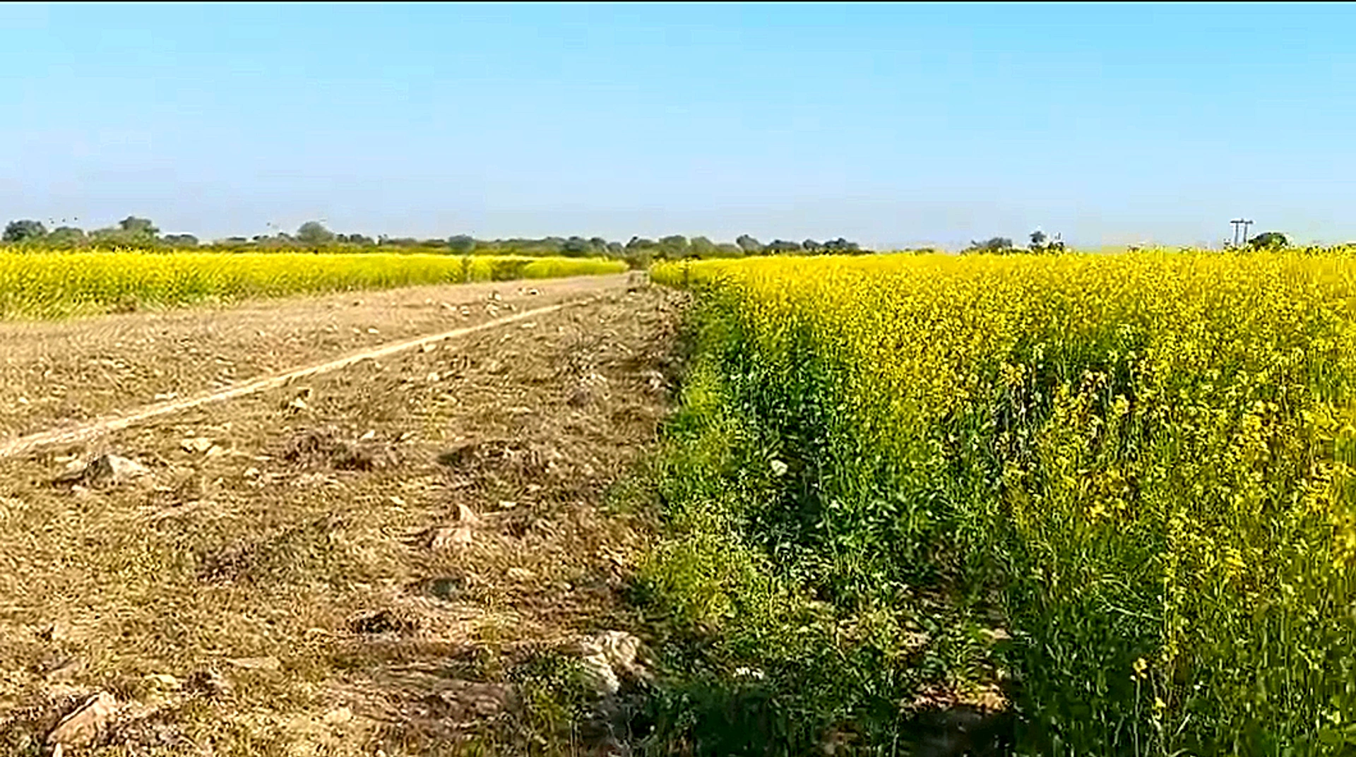 4VGQ+FW Harchandera, Rajasthan, India