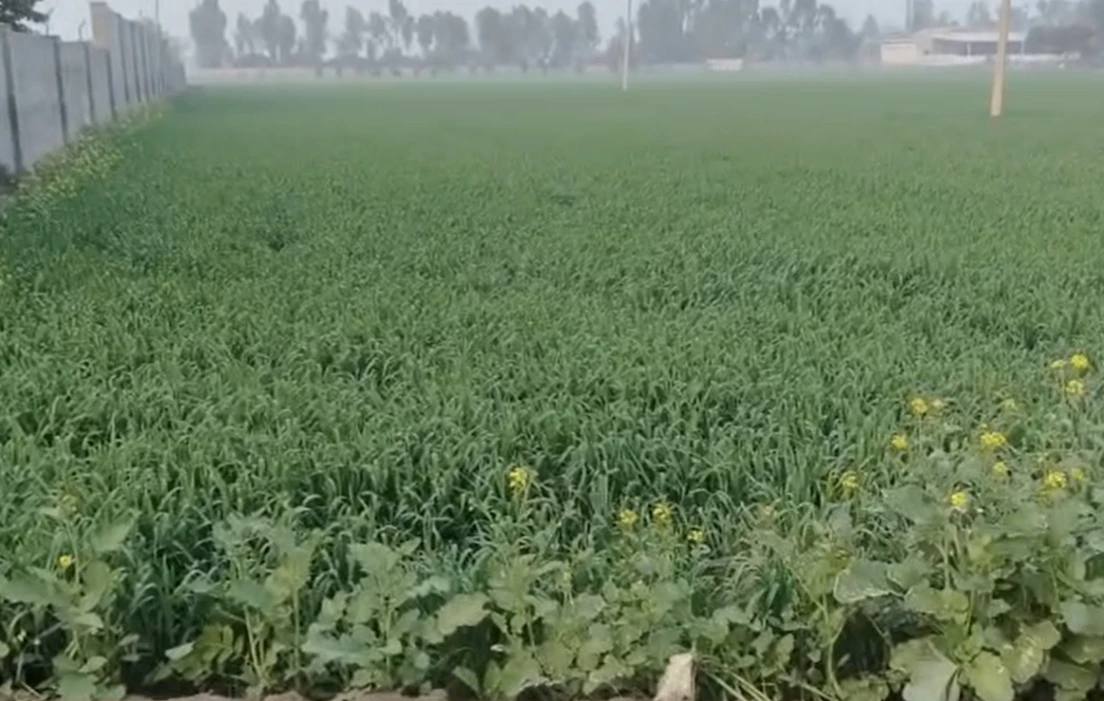 Sahnewal, Punjab, India