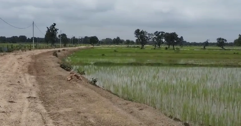 Chaukhada, Madhya Pradesh 486220, India