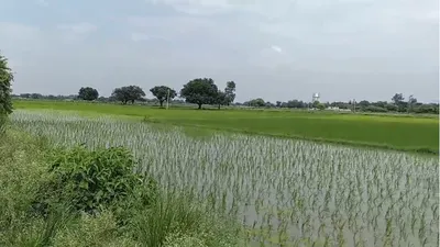 Astauli, Gautam Buddha Nagar, Uttar Pradesh 203202, India preview 2